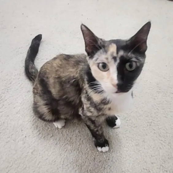 A young medium-sized female Calico Calico cat named Gattalina for adoption in Allen, TX