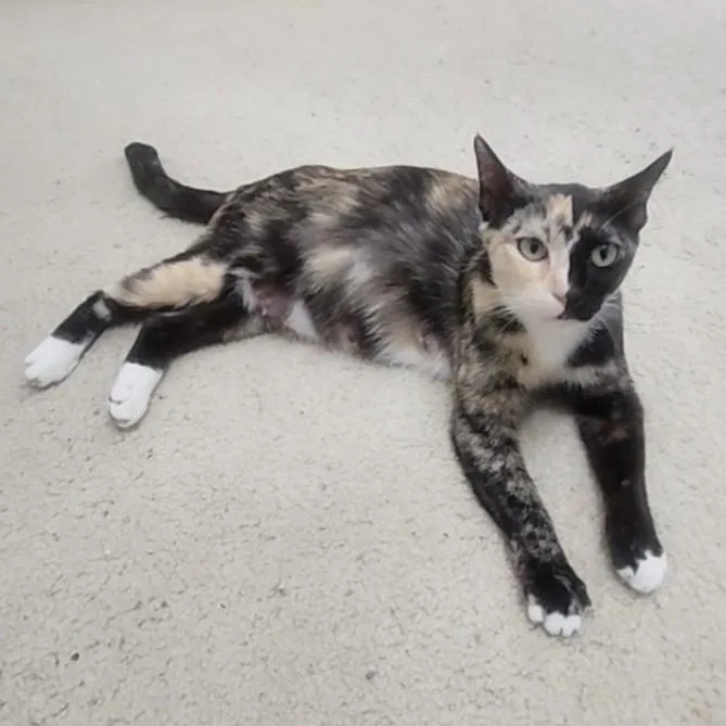 Gattalina thumbnail 6