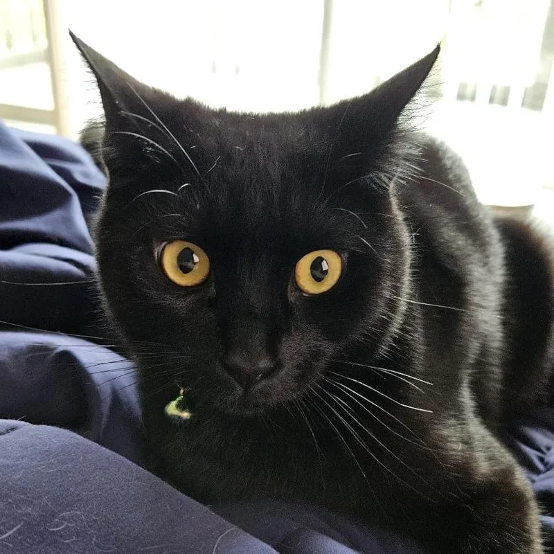 Catpuchino thumbnail 3