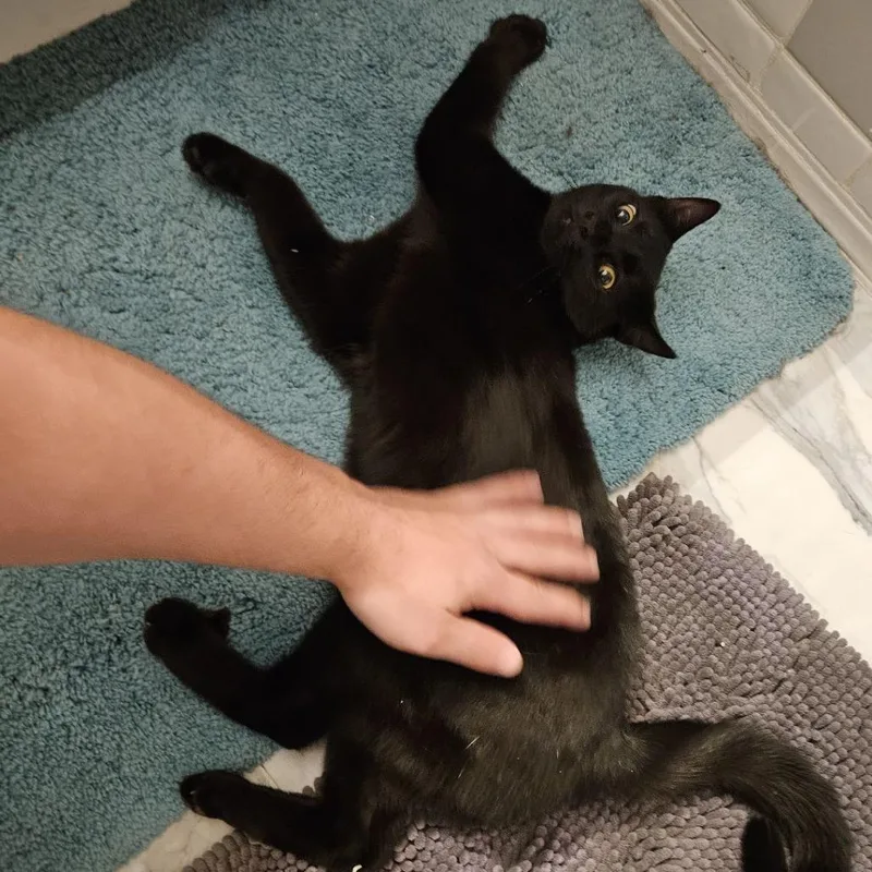 Catpuchino thumbnail 4