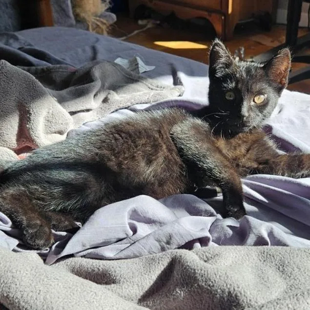 Catpuchino thumbnail 6