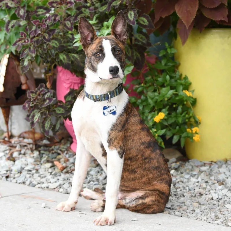 A young medium-sized male Brindle Terrier dog named Coach for adoption in Wake Forest, NC
