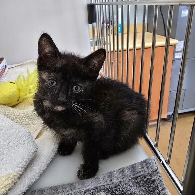 A baby small-sized female Tortoiseshell Domestic Short Hair cat named Nicole for adoption in Naples, FL