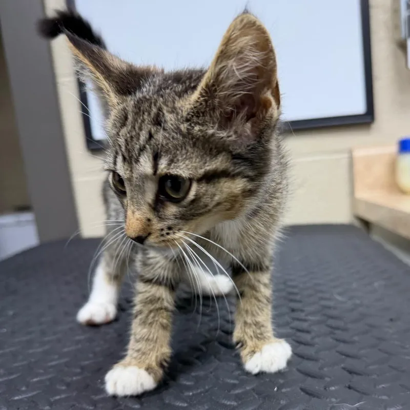 A baby small-sized female Gray / Blue / Silver Domestic Short Hair cat named Sunshine for adoption in Madisonville, KY