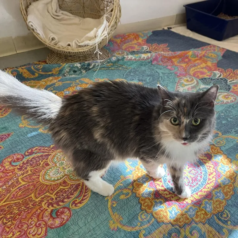 A senior medium-sized female Gray / Blue / Silver Domestic Medium Hair cat named Cuddles for adoption in Bedford, NH