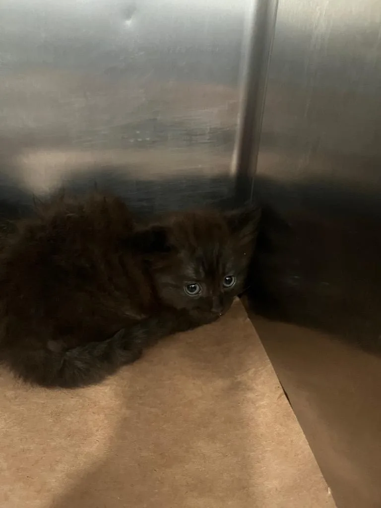 A baby large-sized male Domestic Short Hair cat named Apple for adoption in Cartersville , GA