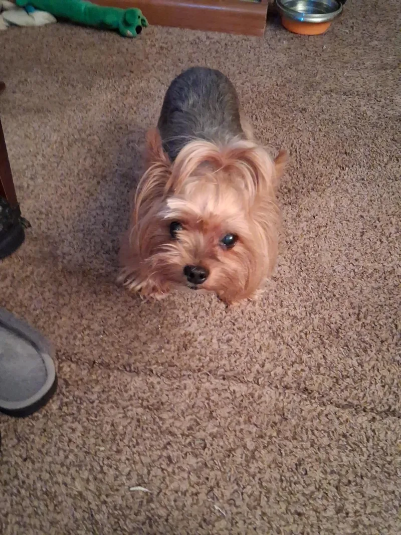 A senior small-sized female Apricot / Beige Yorkshire Terrier dog named Lil Bit for adoption in Indianapolis, IN