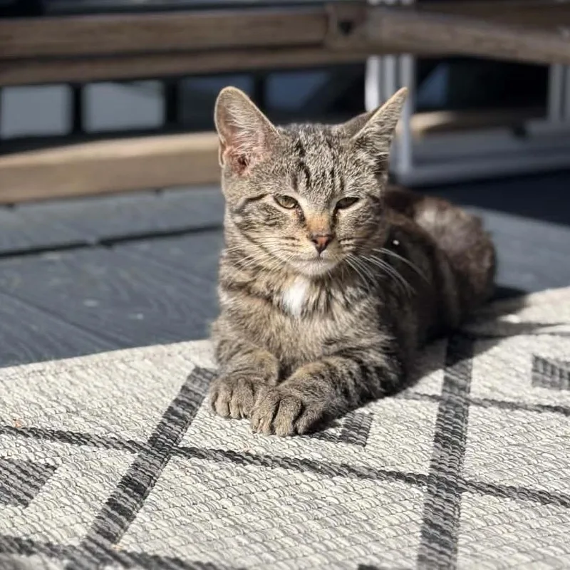 A baby small-sized male Brown / Chocolate Domestic Short Hair cat named Ball Bearing for adoption in Buffalo, MN