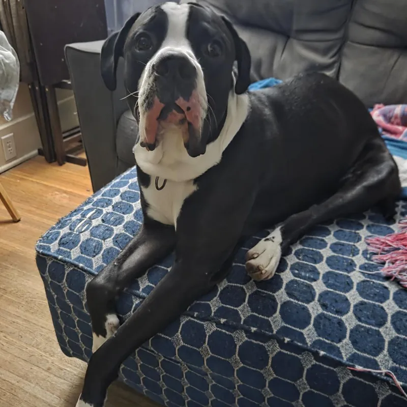 An adult large-sized male Black Mixed Breed dog named Jerry for adoption in Fairport, NY