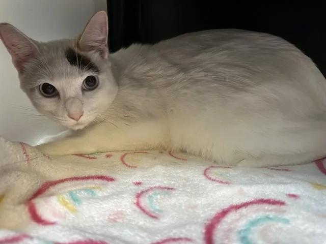 A young large-sized female Domestic Short Hair cat named Calypso for adoption in San Luis Obispo, CA