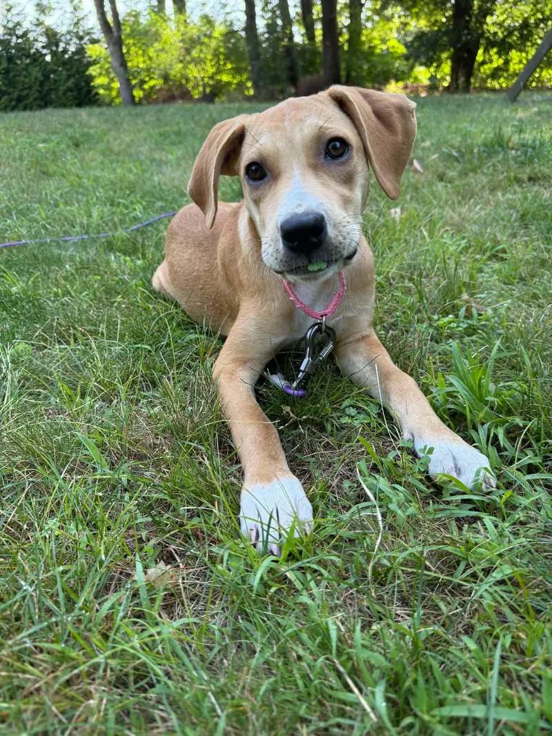 Peaches thumbnail 4