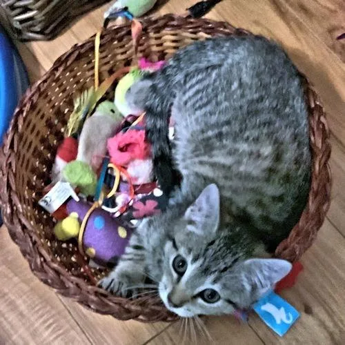 A baby medium-sized female Tabby (Gray / Blue / Silver) Tabby cat named Lulu for adoption in Rutherfordton, NC