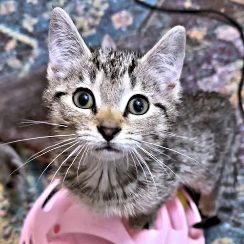 Lulu thumbnail 3