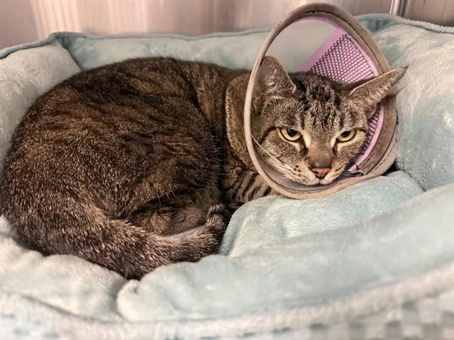 An adult medium-sized female Domestic Short Hair cat named Lola for adoption in Sarasota, FL