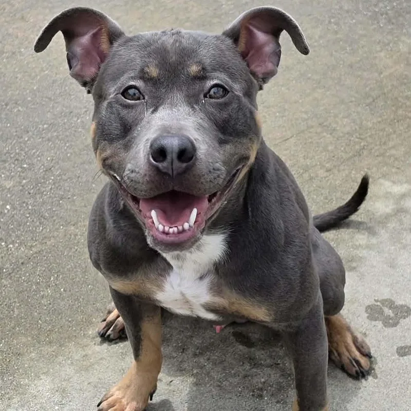 A baby medium-sized male Gray / Blue / Silver Pit Bull Terrier dog named Mac Goofy Guy for adoption in Meriden, CT