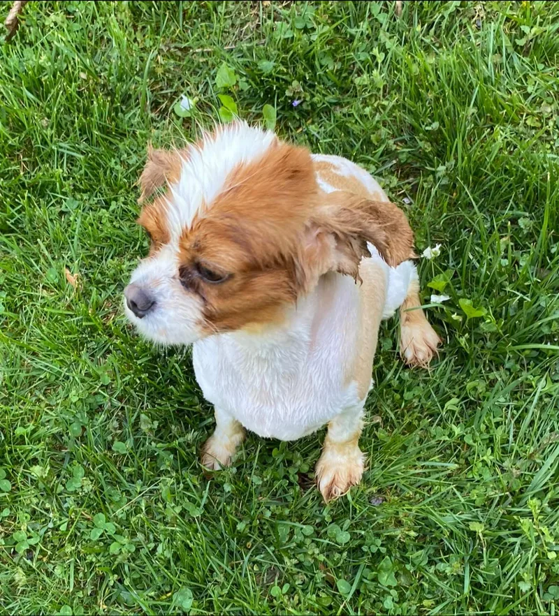 An adult small-sized female Cavalier King Charles Spaniel dog named Cavalier for adoption in Matthews, NC