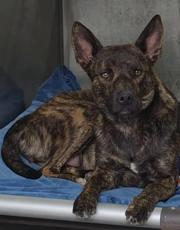 A young medium-sized female Brindle Dutch Shepherd dog named Syndney for adoption in Frazier Park, CA