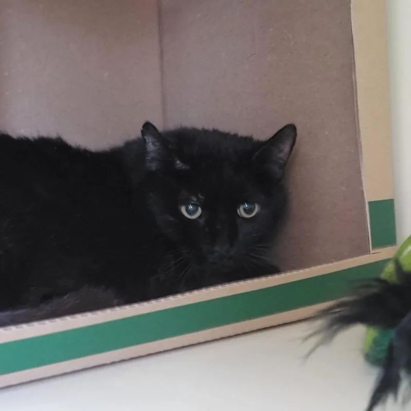An adult small-sized male Black Domestic Short Hair cat named Panther for adoption in La Grange, KY
