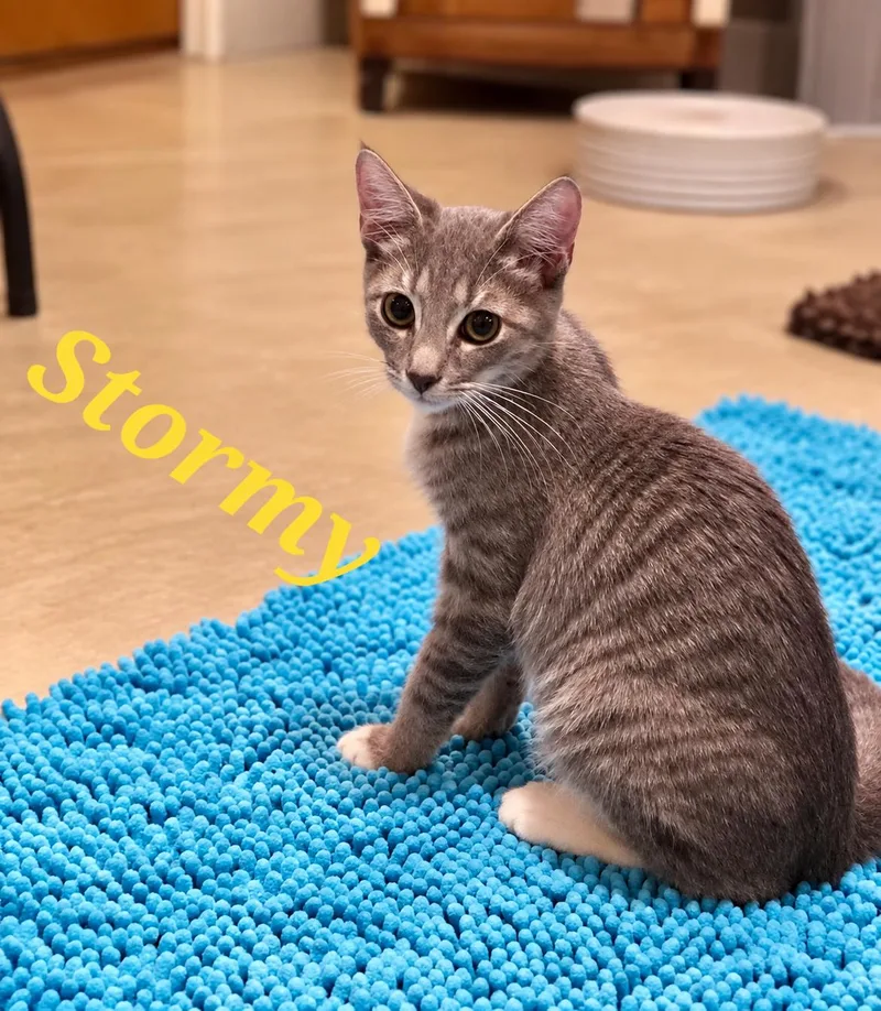 A baby medium-sized male Gray / Blue / Silver Tabby cat named Stormy for adoption in Mission Viejo, CA