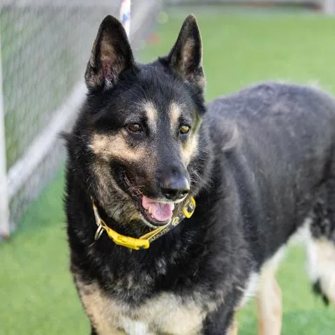 An adult large-sized male German Shepherd Dog dog named Cobe for adoption in Camarillo, CA