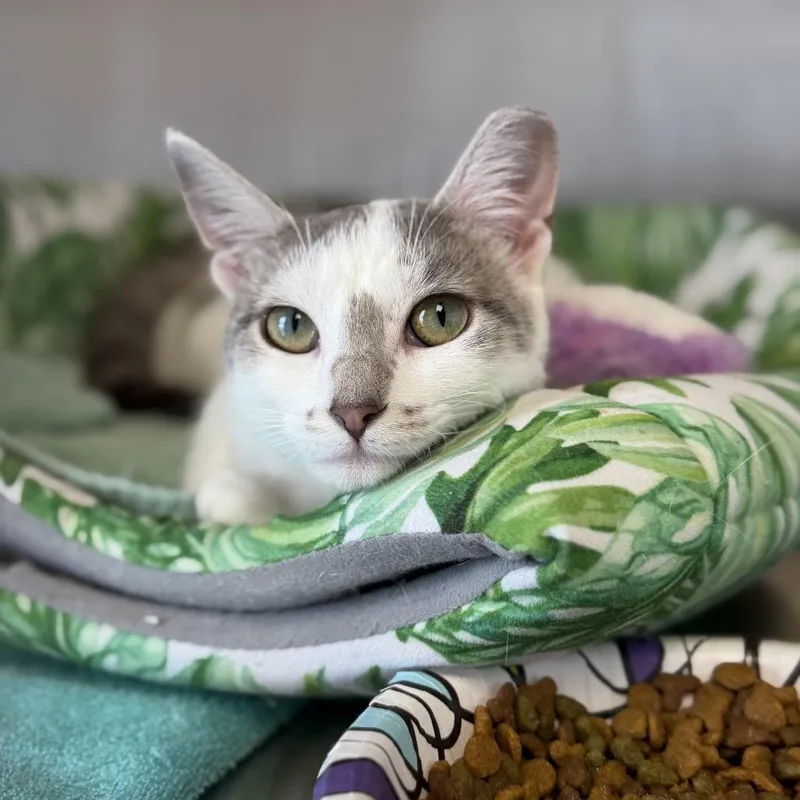 A young medium-sized female White Domestic Short Hair cat named Peanut for adoption in Hamburg, NY