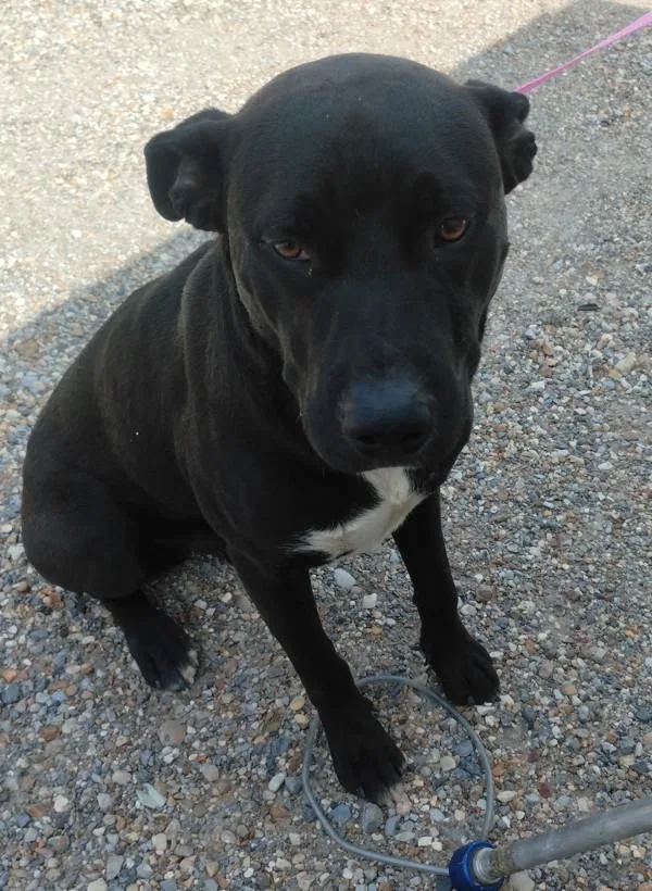 An adult large-sized male Pit Bull Terrier dog named Mateo for adoption in Lafayette, LA