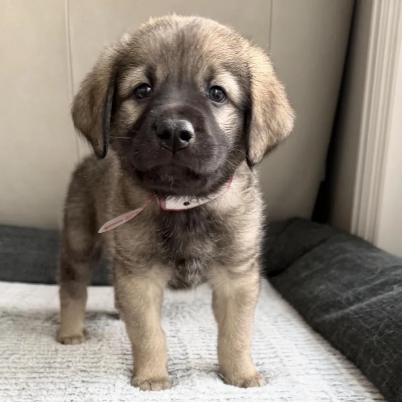 Zuko