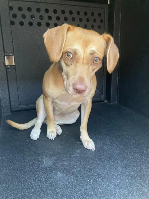 A young medium-sized female Beagle dog named Abilene for adoption in Long Beach, CA