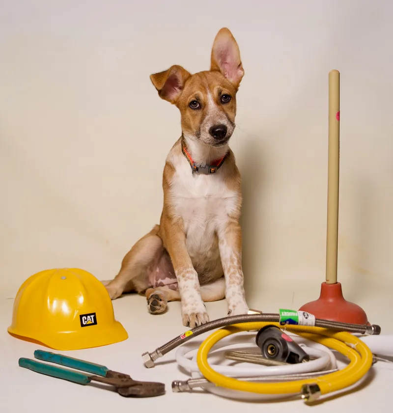 Florence thumbnail 4