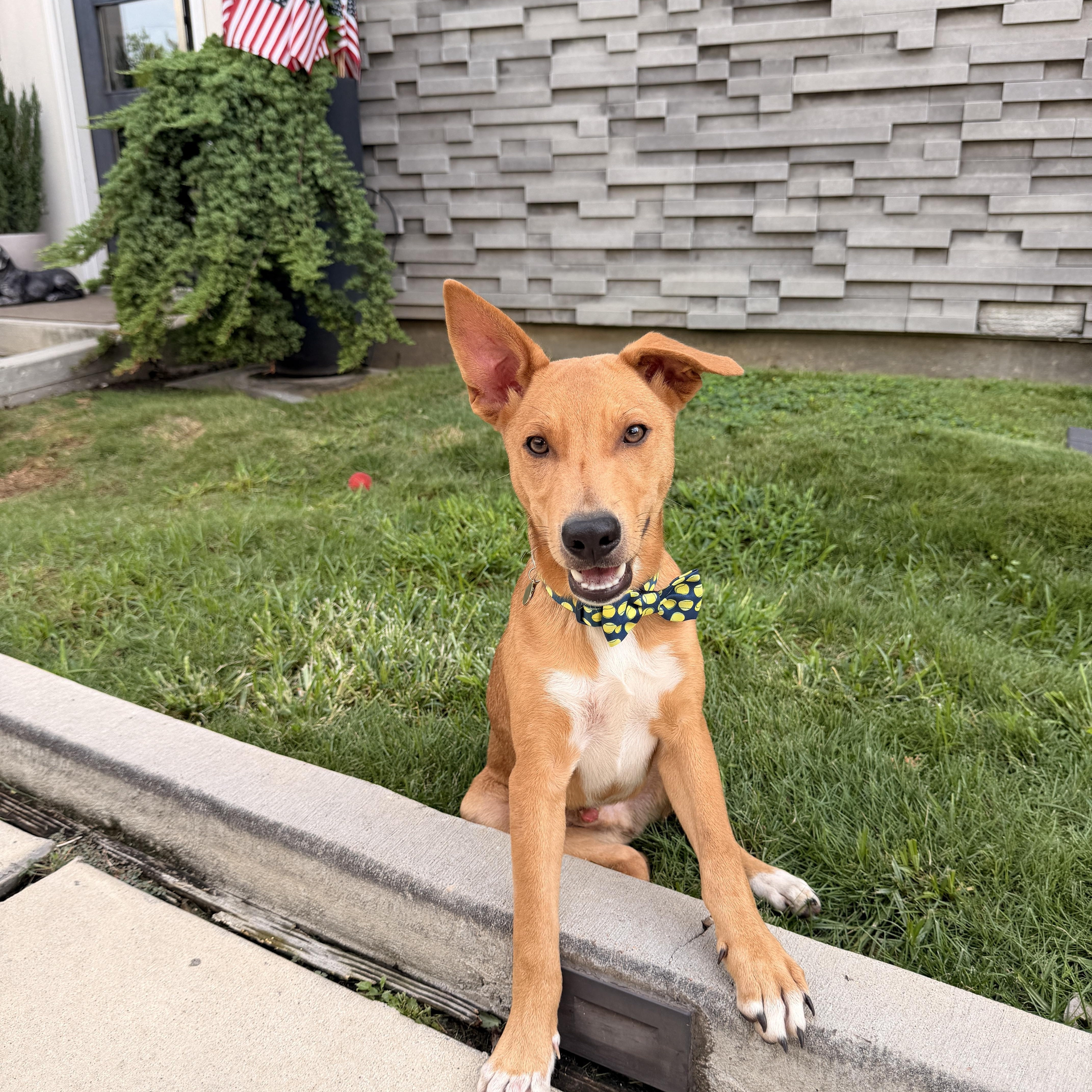 Scooby