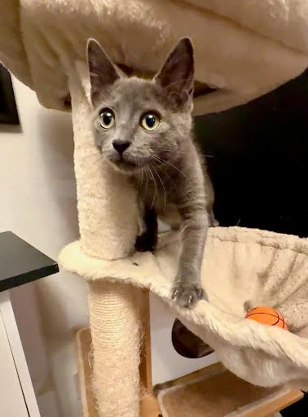 A baby small-sized male Russian Blue cat named Belly for adoption in Bonsall, CA