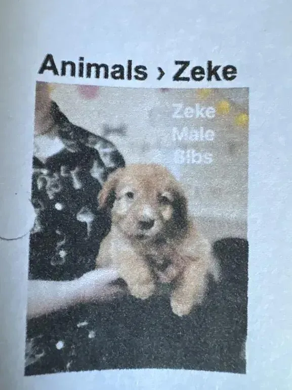 A baby small-sized male Brown / Chocolate Mixed Breed dog named Zeke for adoption in Grand Rapids, MI