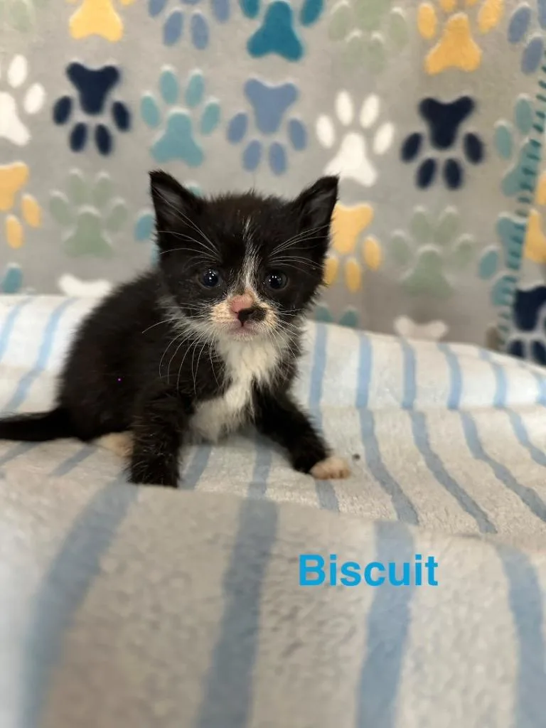 A baby medium-sized male Domestic Short Hair cat named Biscuit for adoption in Wabash, IN