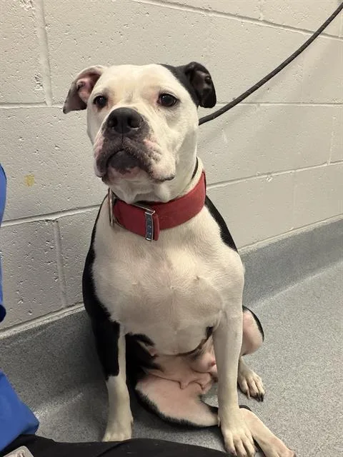 An adult medium-sized female American Bulldog dog named Bella for adoption in Indianapolis, IN