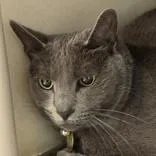 An adult medium-sized female Gray & White Domestic Short Hair cat named Cinder Pelt for adoption in Lansing, MI