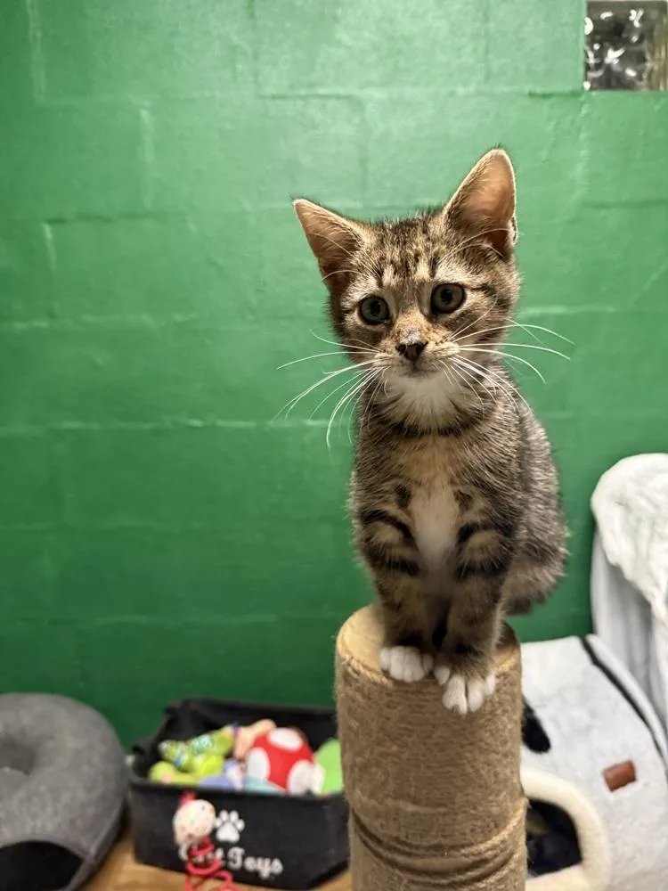 A baby small-sized female Domestic Short Hair cat named Converse for adoption in West Mifflin, PA