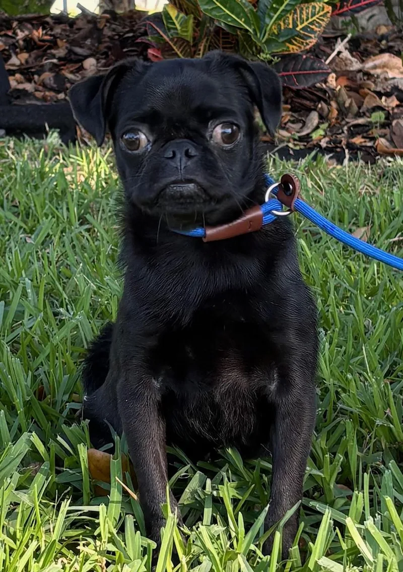 A young small-sized male Pug dog named Onyx for adoption in Orlando, FL