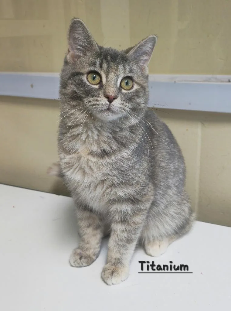 A baby medium-sized female Domestic Short Hair cat named Titanium for adoption in Cedar Rapids, IA