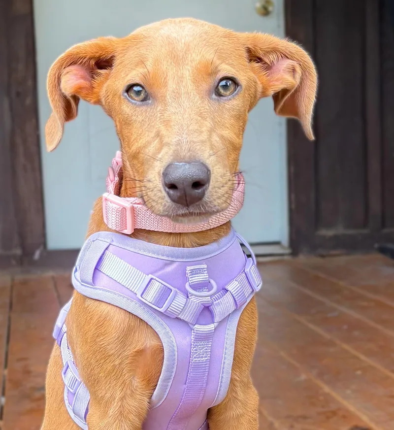 A young medium-sized female Red / Chestnut / Orange Portuguese Podengo dog named Peanut for adoption in Holly Springs, MS