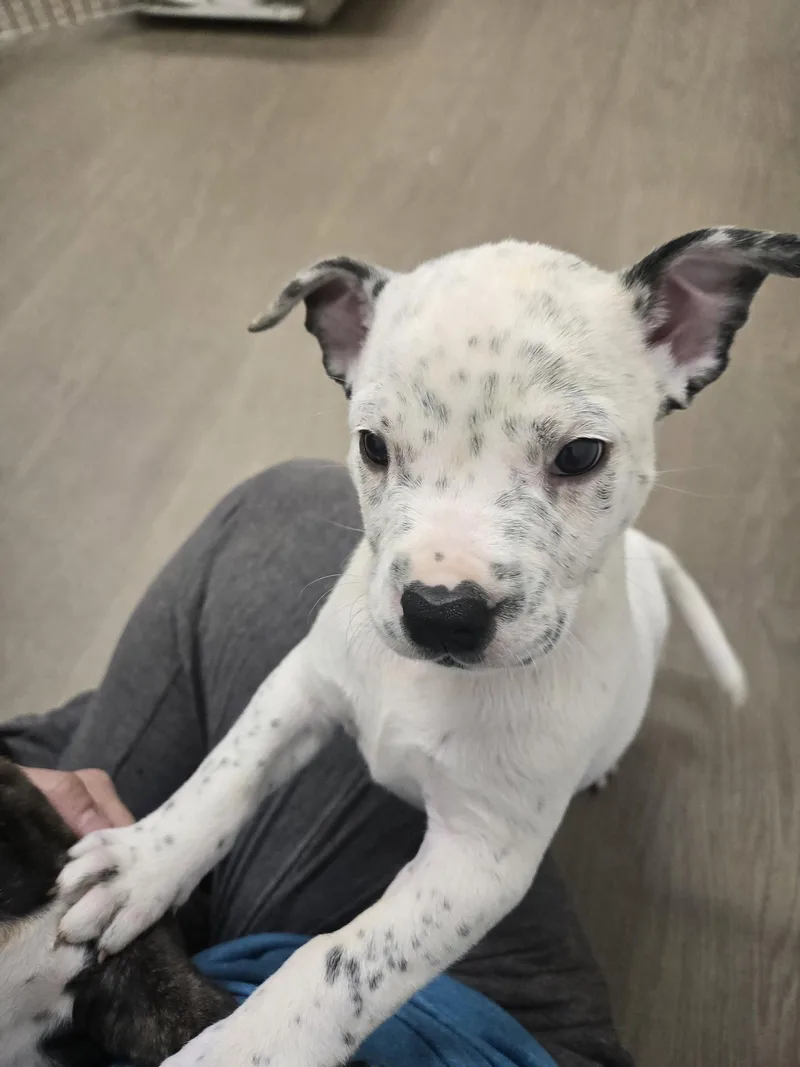 A baby large-sized female Australian Cattle Dog / Blue Heeler dog named Magnolia for adoption in Boston, KY