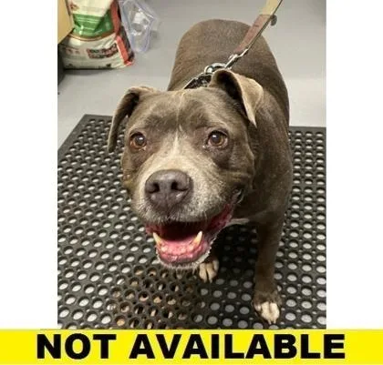 A senior large-sized female Pit Bull Terrier dog named Blush for adoption in Eugene, OR