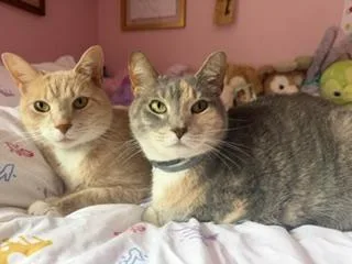An adult medium-sized male Dilute Calico American Shorthair cat named Cassie & Vader for adoption in Lemoyne, PA