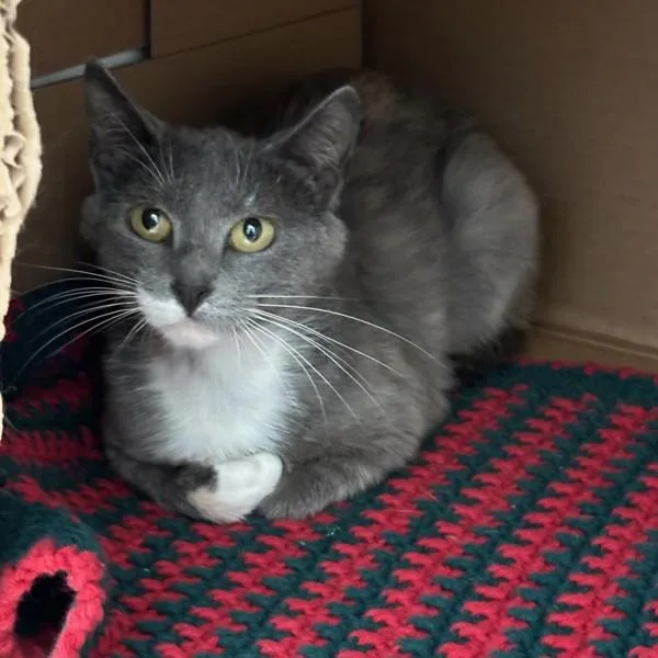A young small-sized female Domestic Short Hair cat named Carla Ann for adoption in Des Moines, IA