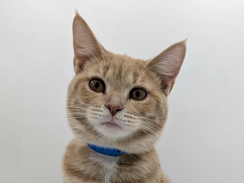 A baby small-sized male Domestic Short Hair cat named Sorrell for adoption in Powell, OH