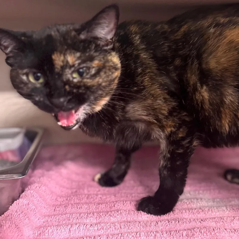 Danaerys thumbnail 2