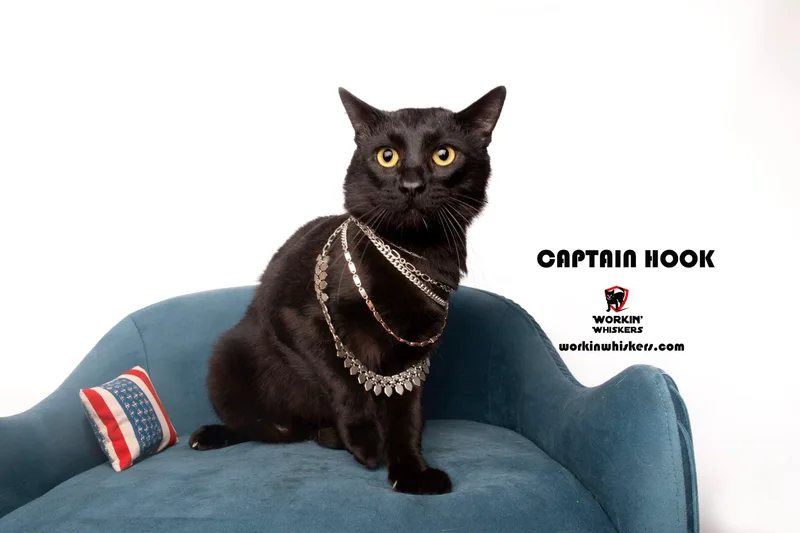 A young medium-sized male Black Bombay cat named Captain Hook for adoption in HEMET, CA