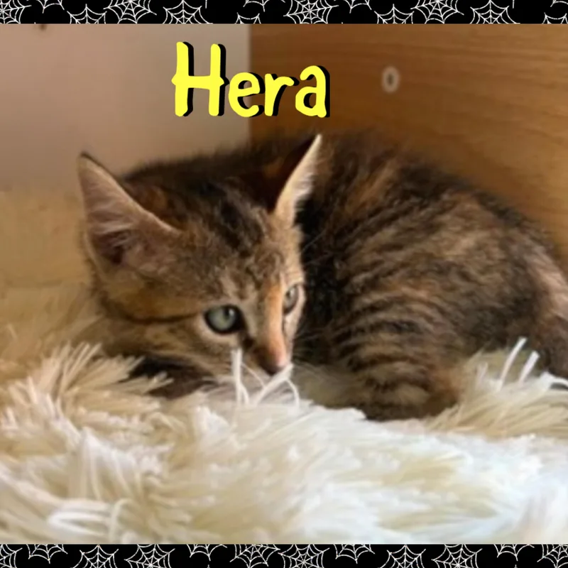 A baby medium-sized female Domestic Medium Hair cat named Hera for adoption in Red Lodge, MT