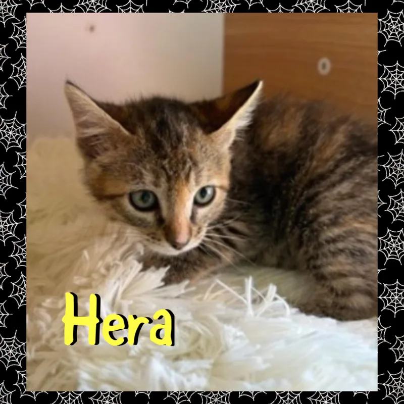 Hera thumbnail 2