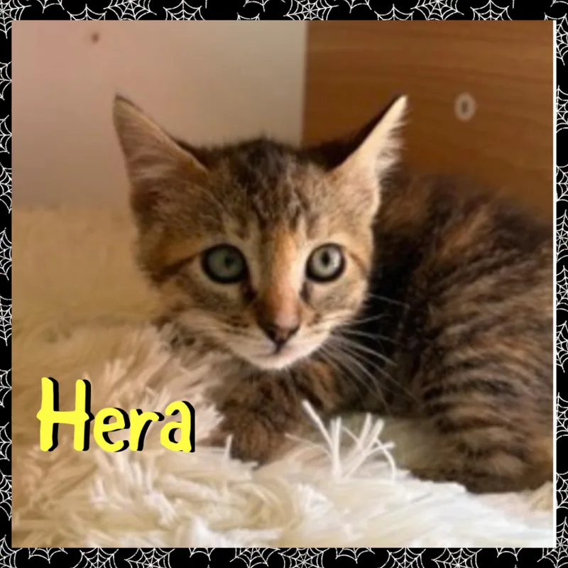 Hera thumbnail 3