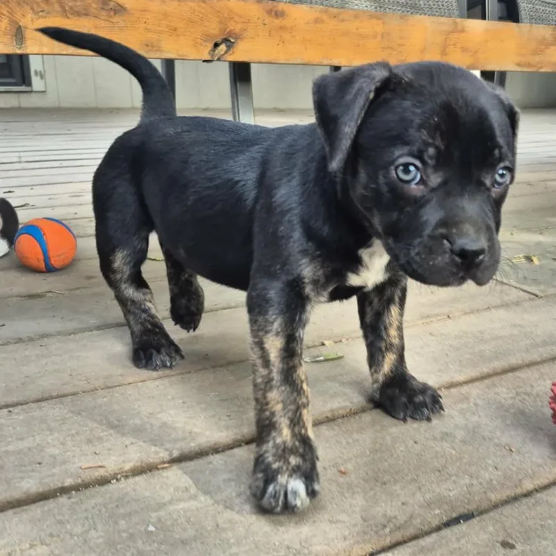 A baby medium-sized female Black American Staffordshire Terrier dog named Beauty for adoption in West Richland, WA